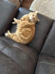 Lost Male Cat last seen Timberland and Hollow Valley and Tacoma Ridge, Fort Worth, TX 76244