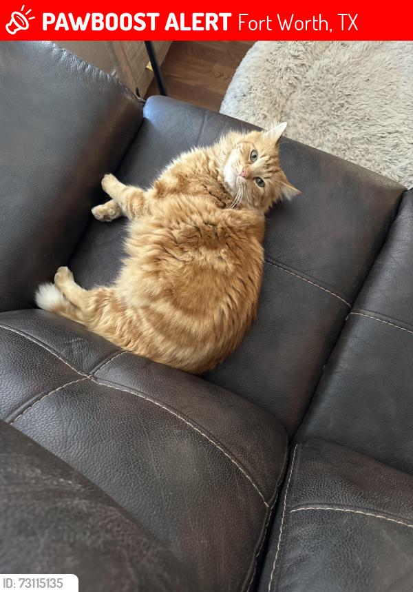 Lost Male Cat last seen Timberland and Hollow Valley and Tacoma Ridge, Fort Worth, TX 76244