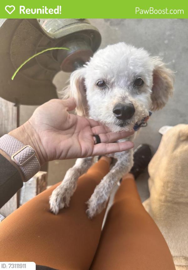 Reunited Male Dog last seen Groveland Ave, Whittier, CA, USA, Whittier, CA 90603