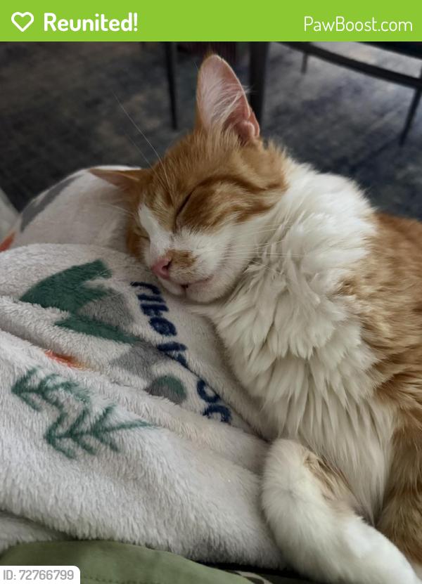 Reunited Male Cat last seen 210th street and Hamburg, Lakeville, MN 55024