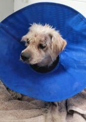 Shelter Stray Male Dog last seen Home Avenue, San Diego, CA, 92105, 5500 Gaines St, San Diego, CA 92110, USA