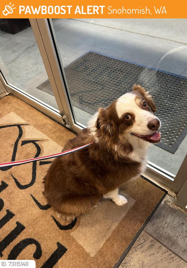 Found/Stray Unknown Dog last seen Ave A and 10th St, Snohomish, WA 98290