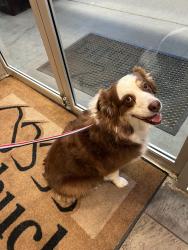 Found/Stray Unknown Dog last seen Ave A and 10th St, Snohomish, WA 98290