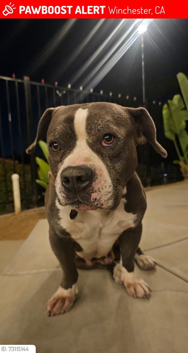 Lost Male Dog last seen Dawn Ln, Winchester, CA 92596