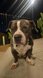Lost Male Dog last seen Dawn Ln, Winchester, CA 92596