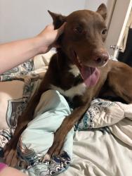 Reunited Male Dog last seen Albuquerque, NM 87112, USA, Albuquerque, NM 87112