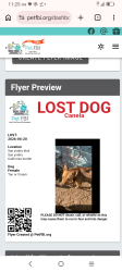 Lost Female Dog last seen By sidro the san ysidro border, San Diego, CA 92173