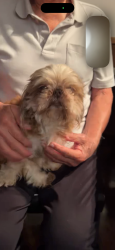 Found/Stray Male Dog last seen Santa Fe high school, Santa Fe Springs, CA 90670