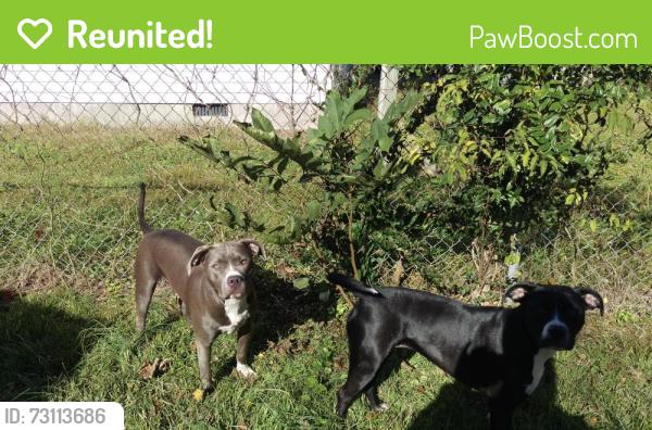 Reunited Female Dog last seen Unc campus, Chapel Hill, NC 27516