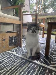 Found/Stray Male Cat last seen Near N 198th st, Shoreline, WA 98133