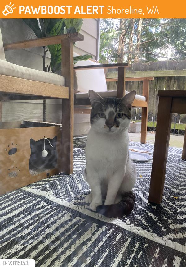 Found/Stray Male Cat last seen Near N 198th st, Shoreline, WA 98133