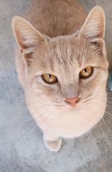 Reunited Male Cat last seen Pan-Am / Vought St, Moreno Valley, CA 92553