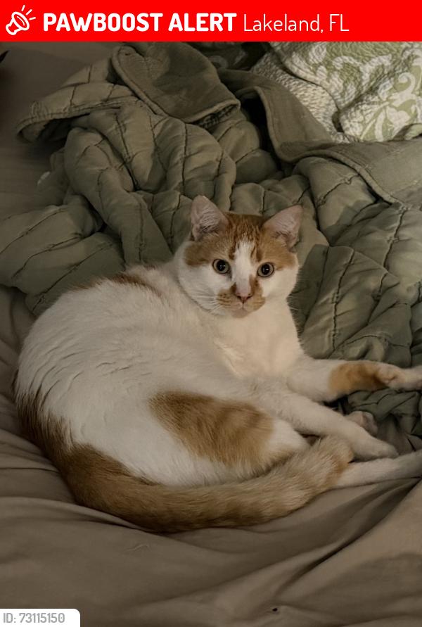 Lost Male Cat last seen Sunnydale lane and W Socrum Loop, Lakeland, FL 33809