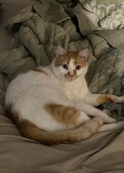 Lost Male Cat last seen Sunnydale lane and W Socrum Loop, Lakeland, FL 33809