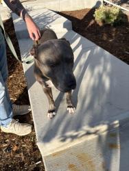 Reunited Male Dog last seen Trussville, Aurora, CO 80018