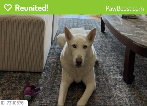 Reunited Female Dog last seen Near skyway drive, Santa Ana, CA 92705