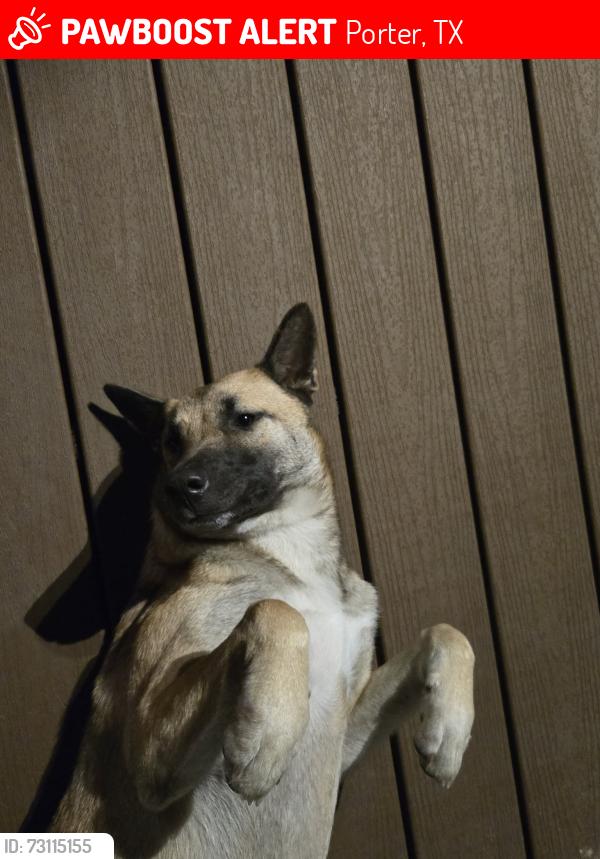 Lost Female Dog last seen ford rd. and 494 loop /porter tx, Porter, TX 77365