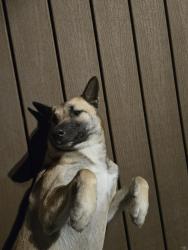 Lost Female Dog last seen ford rd. and 494 loop /porter tx, Porter, TX 77365