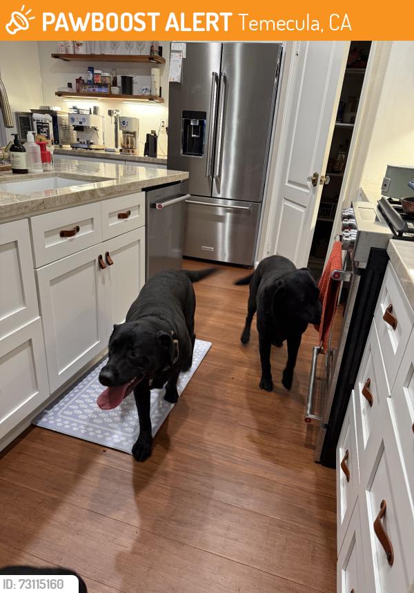 Found/Stray Female Dog last seen Pasadena, Temecula, CA 92591