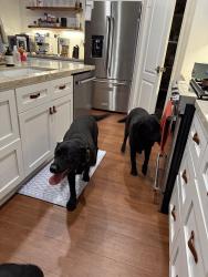 Found/Stray Female Dog last seen Pasadena, Temecula, CA 92591