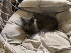 Lost Female Cat last seen 14th street, Riverside, CA 92507