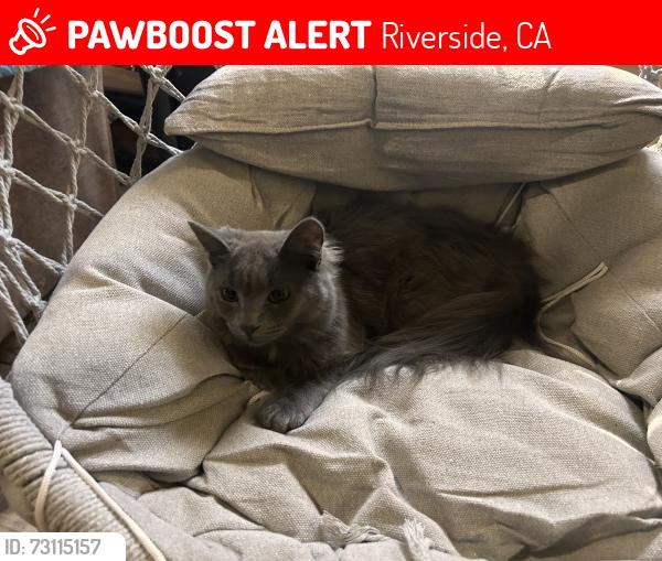 Lost Female Cat last seen 14th street, Riverside, CA 92507