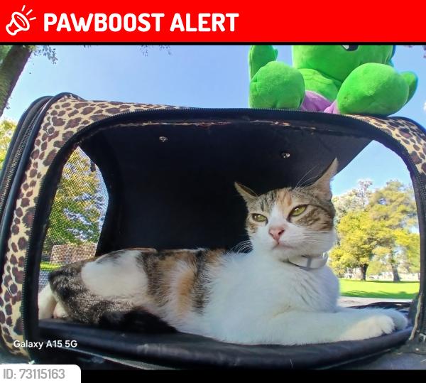 Lost Female Cat last seen Old Elsinore and Amelia, Riverside County, CA 92570