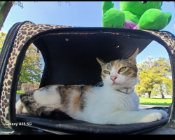 Lost Female Cat last seen Old Elsinore and Amelia, Riverside County, CA 92570