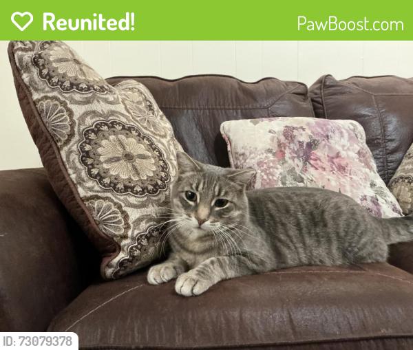 Reunited Male Cat last seen Tuscany Revine road nd Tuscany drive northwest., Calgary, AB T3L