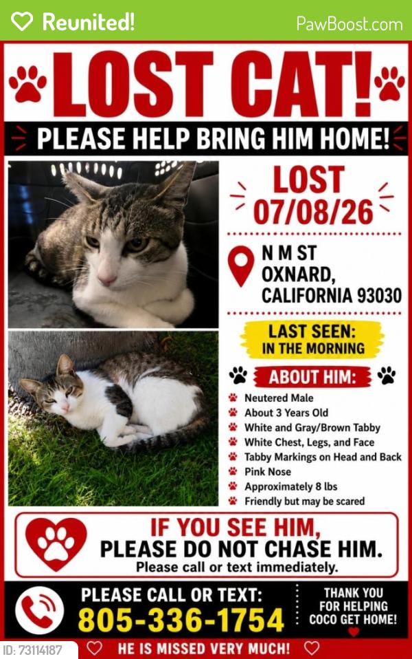 Reunited Male Cat last seen Ventura rd oxnard, Oxnard, CA 93030