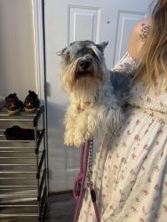 Reunited Male Dog last seen Crestworth crossing, Paulding County, GA 30127