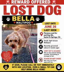 Lost Female Dog last seen Lake center Athletic Park, Santa Fe Springs, CA 90670