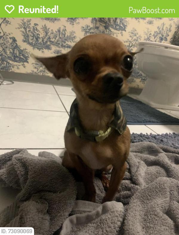 Reunited Male Dog last seen Galena peak lane 89156, Sunrise Manor, NV 89156