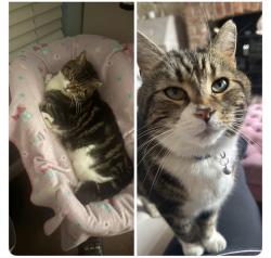 Reunited Male Cat last seen Rangeley Road, Walkley, Walkley, England 