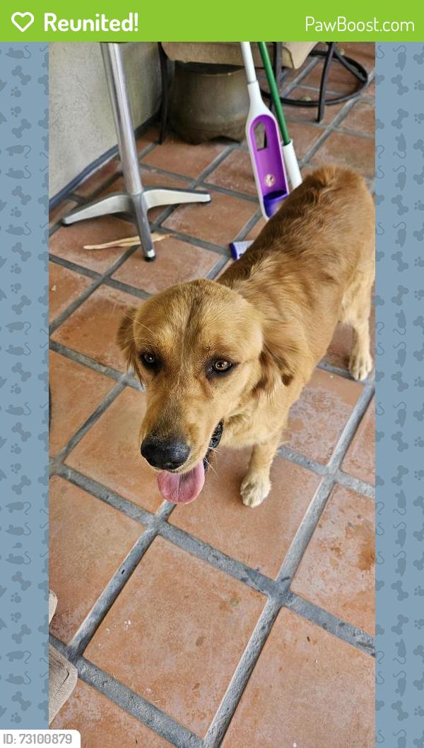 Reunited Female Dog last seen Titanic & Park North Drive, El Paso, TX 79904