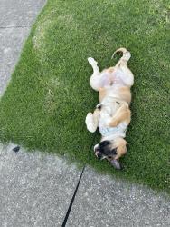 Lost Male Dog last seen Owendale Dr Antioch, Nashville, TN 37217