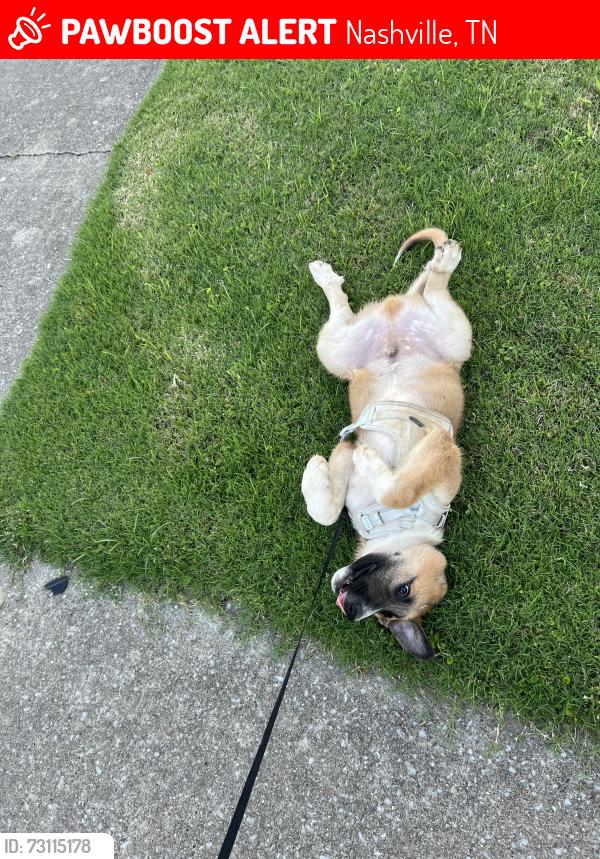 Lost Male Dog last seen Owendale Dr Antioch, Nashville, TN 37217