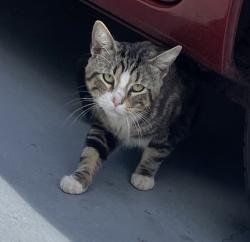 Found/Stray Male Cat last seen Roswell st and Kelton rd, San Diego, CA 92114