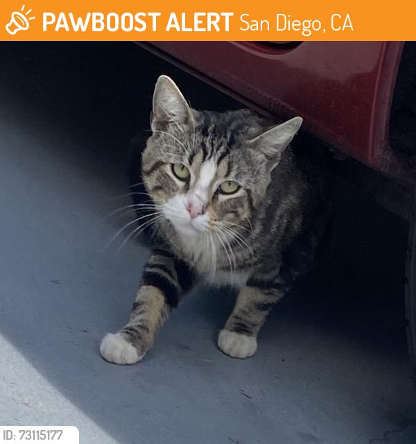 Found/Stray Male Cat last seen Roswell st and Kelton rd, San Diego, CA 92114