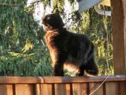 Lost Female Cat last seen 1st Ave NW & NW 185th St, Shoreline, WA 98133