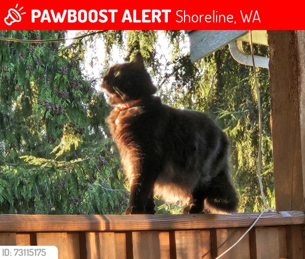 Lost Female Cat last seen 1st Ave NW & NW 185th St, Shoreline, WA 98133