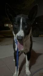 Found/Stray Female Dog last seen Cleghorn on Route 66, Victorville, CA 92307