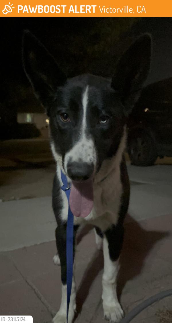 Found/Stray Female Dog last seen Cleghorn on Route 66, Victorville, CA 92307