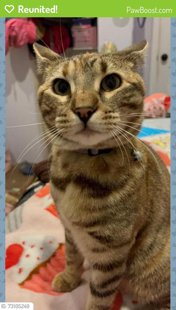 Reunited Female Cat last seen CSU East Bay, Hayward, CA 94542