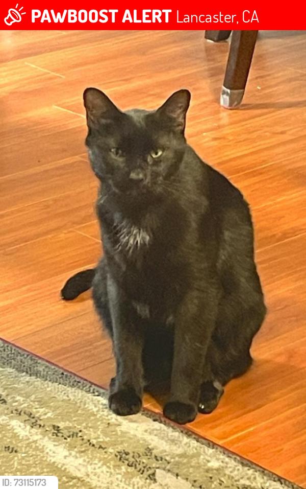 Lost Male Cat last seen Lighthouse Lane, Lancaster, CA 93536