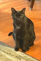 Lost Male Cat last seen Lighthouse Lane, Lancaster, CA 93536