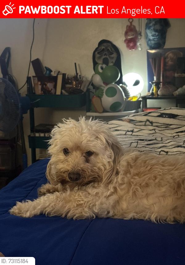 Lost Female Dog last seen Near Rayen St Panorama City, Los Angeles, CA 91402