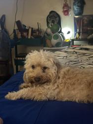 Lost Female Dog last seen Near Rayen St Panorama City, Los Angeles, CA 91402