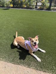 Reunited Female Dog last seen Near S Hardy Dr, Tempe, AZ 85281, USA, Tempe, AZ 85281