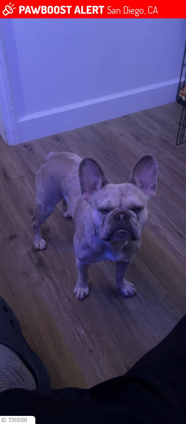 Lost Female Dog last seen Reo dr, San Diego, CA 92139